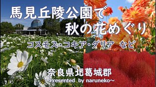 秋の花めぐり（コスモス・ダリア・コキア等）＠馬見丘陵公園