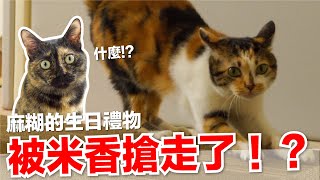 【好味小姐】被米香搶走了？！麻糊生日禮物｜好味貓日常EP101