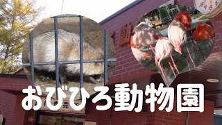 おびひろ動物園のタヌキ　/2020.10