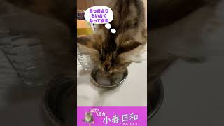 【メインクーン】冷え冷えのツルツルです【子猫】 #Shorts