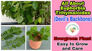 Evergreen Plant- Devil's Backbone - Euphorbia Tithymaloides || Caring and Propagating