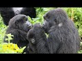 The ultimate bucket list adventure: Trekking to see the mountain gorillas of Rwanda l ABC Digital