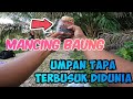 COBAAN MANCING DI SUNGAI SAYONG | Umpan Tapa Perut Ayam