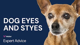 Can Dogs Get Styes? Dog Stye on Eye Treatment.