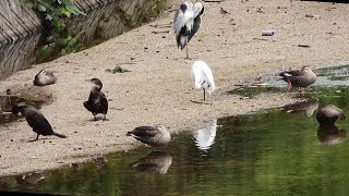 水鳥たちの楽園 (4K) / Waterfowl Paradise (4K)