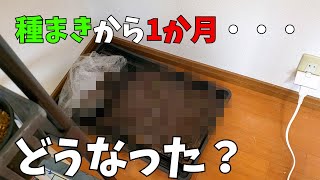 【多肉植物】種まきから1か月…まさか