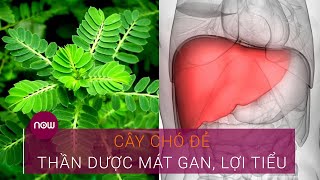 Cây chó đẻ: Thần dược mát gan, lợi tiểu | VTC Now