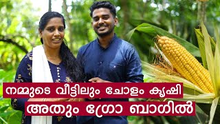 Corn Cultivation in Grow Bag | ചോളം കൃഷി ഗ്രോ ബാഗിൽ | Mini's Lifestyle