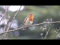 robin singing in the rose garden