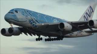 4K【お目目パッチリラニ君は大幅に遅れて夕刻に到着】 ANA A380 JA381A 成田空港 nrthhh