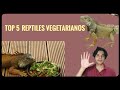 Top 5 reptiles vegetarianos