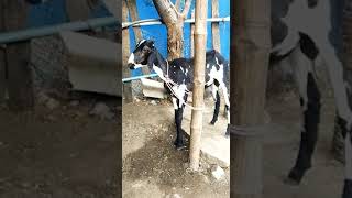 வெம்பூர் கிடா விற்பனைக்கு 7200703600@skdreamfarmkadayanallur #trendingvideos #breeding #farmanimal