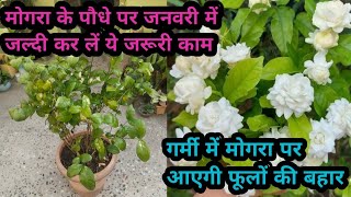 मोगरा पर जल्दी कर लें ये जरूरी काम,गर्मी में आएंगे हजारों फूल ||how to get maximum flower on jasmine