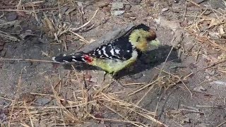 Djuma: Crested Barbet - 09:57 - 08/12/19