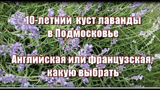 10-летний куст лаванды в Подмосковье. Английская или французская, какую выбрать?