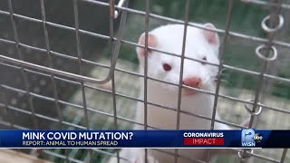 Coronavirus: Scientists study if virus can spread from mink to people