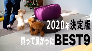 買わなきゃ絶対損してた至高の愛犬用グッズTOP9【トイプードル】