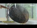 HAPPYCALL - CROCODILE I.H.  GRAPHENE - MEDIACORP TVC (ENGLISH) BY HEAP SENG GROUP