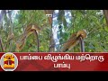பாம்பை விழுங்கிய மற்றொரு பாம்பு | Snake | Cuddalore | Thanthi TV