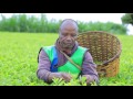 how ktda is transforming farmers lives