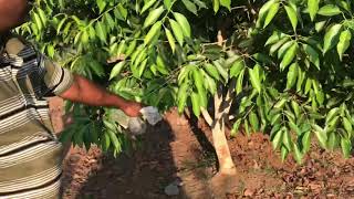 ನೇರಳೆ ತೋಟ ಮಾಡುವುದು ಹೇಗೆ? How to maintain Jamun trees? P Shivakumara Swamy +91 7899877940