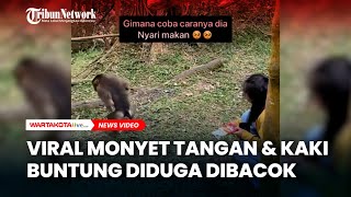 Viral, Video Monyet Tangan Kaki Buntung Diduga Dibacok