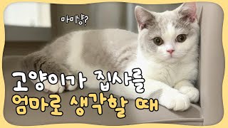 [EP.3] 고양이가 사랑하는 엄마로 생각할때 보이는 애정 표현(개냥이 애교모음.ZIP)