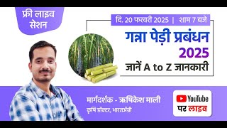 गन्ना पेड़ी प्रबंधन 2025 - A to Z जानकारी | ganna pedi ki kheti | sugarcane ratooning #गन्ना #live