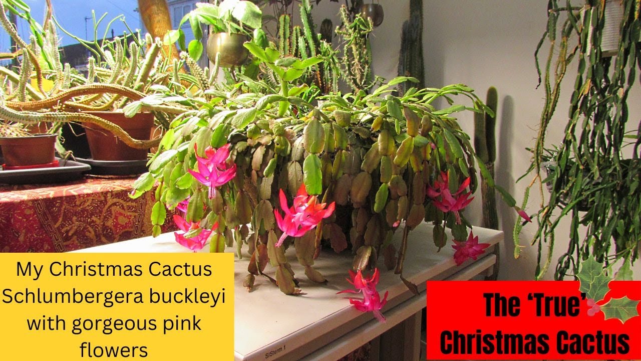 My Christmas Cactus With Gorgeous Pink Flowers | Schlumbergera Buckleyi ...