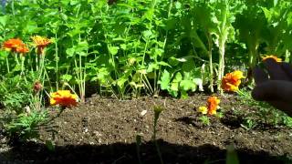 2010 garden vlog ?? Fall gardening and small update HD