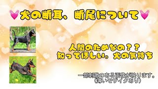 【犬の断耳，断尾について】少しでも理解してほしい。犬の気持ち⚠️刺激画像あり⚠️