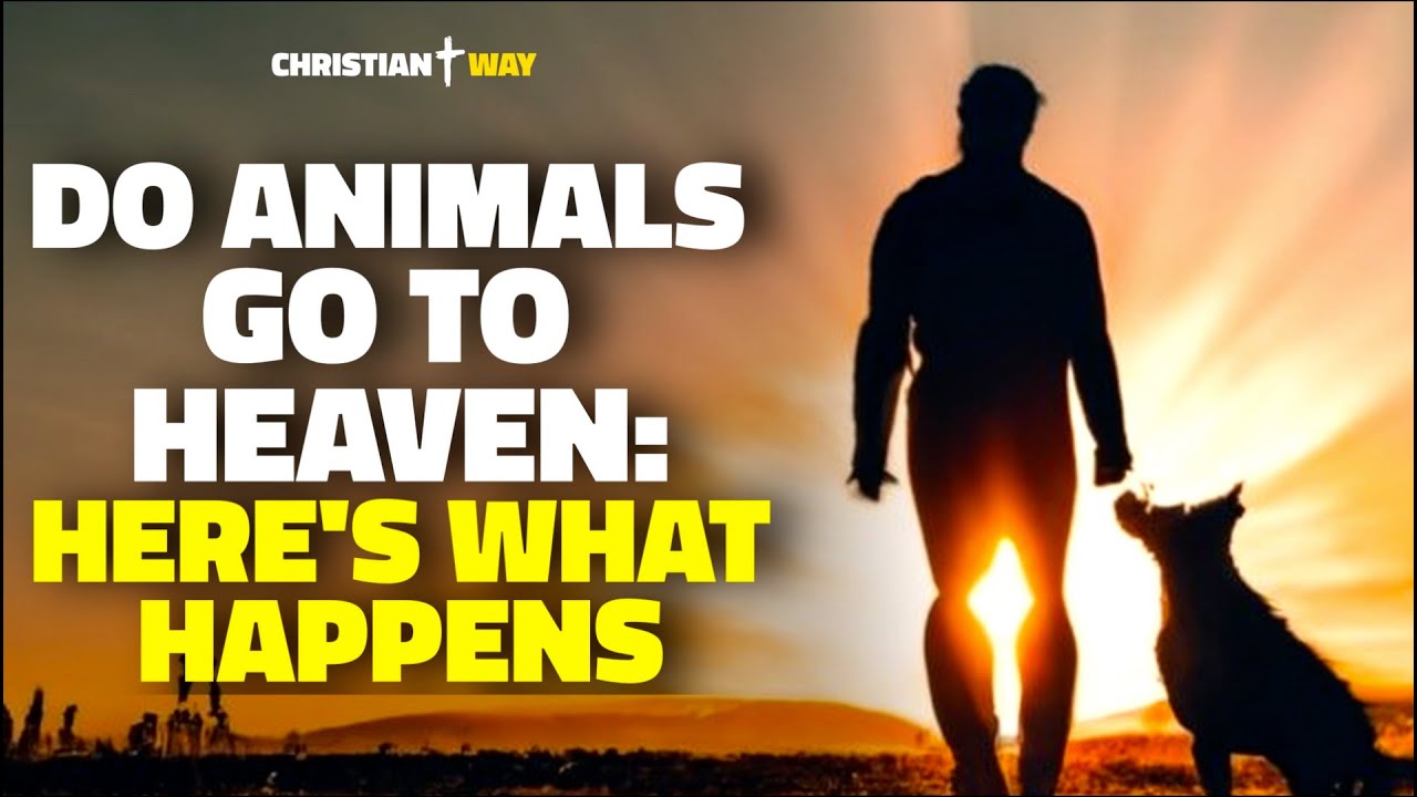 Do Animals Go To Heaven? Unveiling The Church's Surprising View On ...