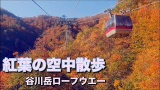 紅葉🍁タイミングバッチリ❣️谷川岳ロープウェイ 上り 2019.10.28 撮影