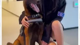 警犬中得狗贩子‘巴万’，狗界草根逆袭得典范！警犬 马犬 萌宠出道计划 狗狗