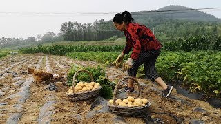 胖嫂show  農村起土豆，雞寶寶和媽媽地裡捉蟲，看完這個村的視頻感覺有點暖