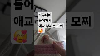 너 진챠,, 사랑스럽자나 ㅠㅠ #cat #catlover #먼치킨 #먼치킨고양이 #shortvideo #kitten #고양이 #아기고양이 #힐링 #치유 #냥이 #cute #사랑