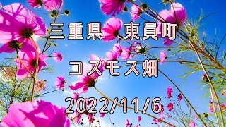 コスモスが咲き乱れるこの世界の中で　三重県東員町　2022/11/6