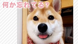 お口を閉じるも、『あるモノ』をしまい忘れちゃった柴犬さん