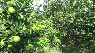 Green variety Bari-1 Malta | The Largest Maltese Garden in Bangladesh | 10 Ounces of Malt Per Tree