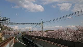 【高井戸駅】桜×京王井の頭線