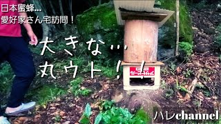 日本蜜蜂…⑦愛好家さん宅訪問！