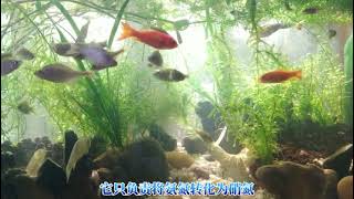 沒有篩檢程式不能養龜養魚？ 其實除了沼澤植物系統，其他多是假過濾古法養烏龜和生態龜缸營造方法，鶇龜先生養龜視頻