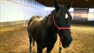 Horsemanship 101 215 Let the Horse Learn how to Learn