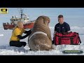 millions of parasitic barnacles injured a walrus but it was rescued in time by a team.