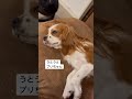 【キャバリア】うとうとしてるプリン【お昼寝】 dog animaldog 犬 cute cavalier cavalierkingcharles いぬすたぐらむ sleep