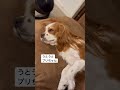 【キャバリア】うとうとしてるプリン【お昼寝】 dog animaldog 犬 cute cavalier cavalierkingcharles いぬすたぐらむ sleep