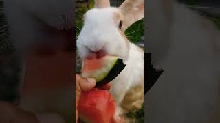 The little rabbit eating watermelon #shortvideo #bunny #rabbiteating #cute #houserabbit #pet #farm