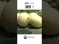 멜론에게 무슨일이 shorts