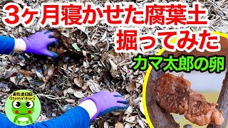 カマキリ日記#52 枯葉を3か月間積み上げて掘り返してみたら・・・。カマ太郎の卵の現在、春の庭（3月20日～3月24日）【byおたま日記】