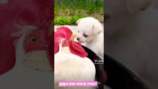 কুকুর একটা আস্ত মোরোগ রান্না করে খাচ্ছে 🙄 | Funny Video | #shorts #viral #trending